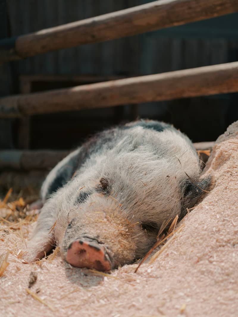 A pig is sleeping soundly in the straw.