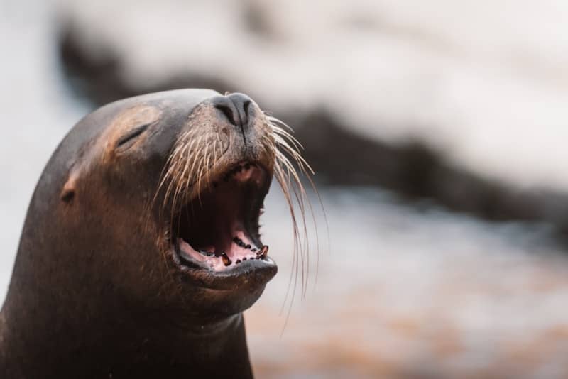 A sea lion with its mouth open and eyes closed.