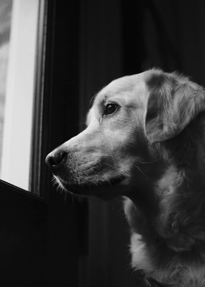 A golden retriever looks out a window.