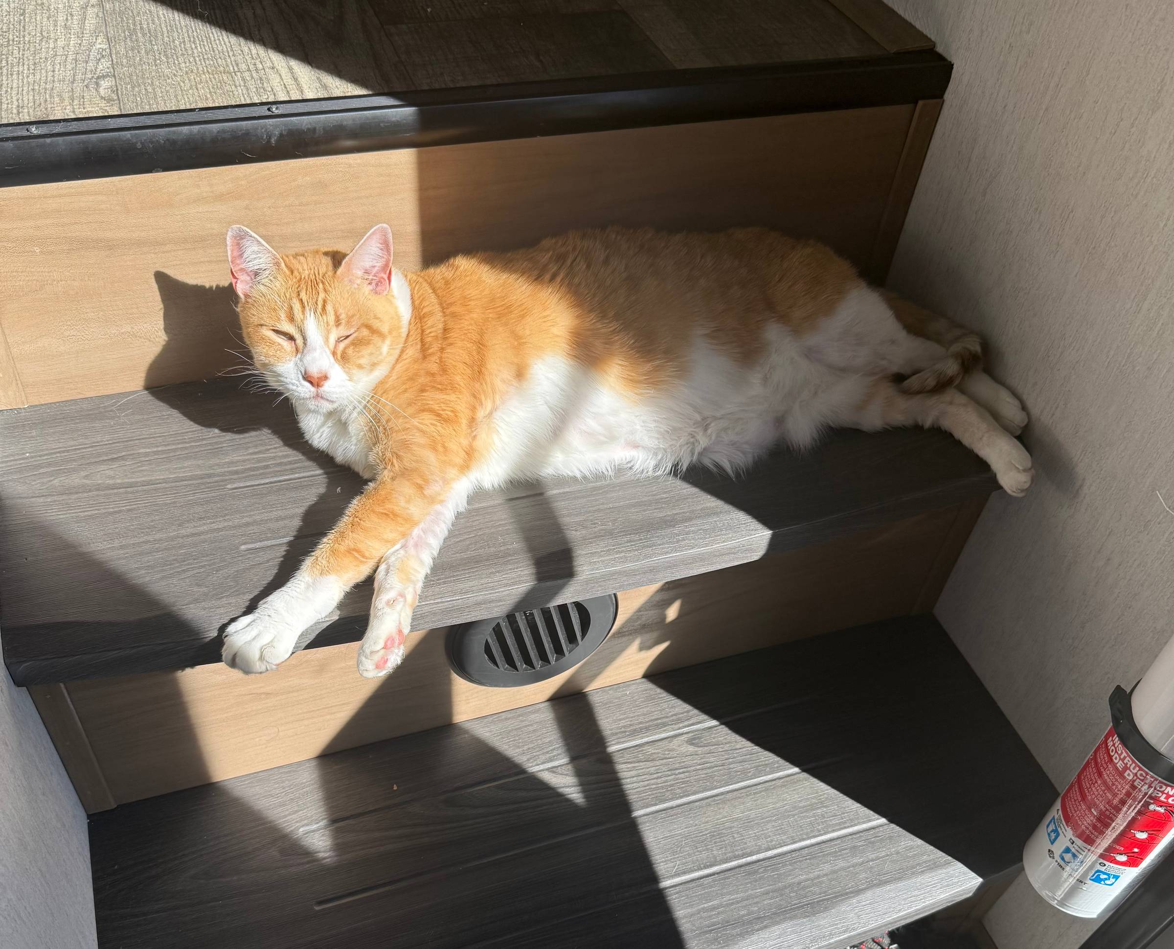 Tiger, orange & white cat, lying on stairs in the sun