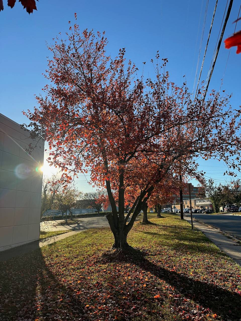 Tree with fall colors and sunlight
