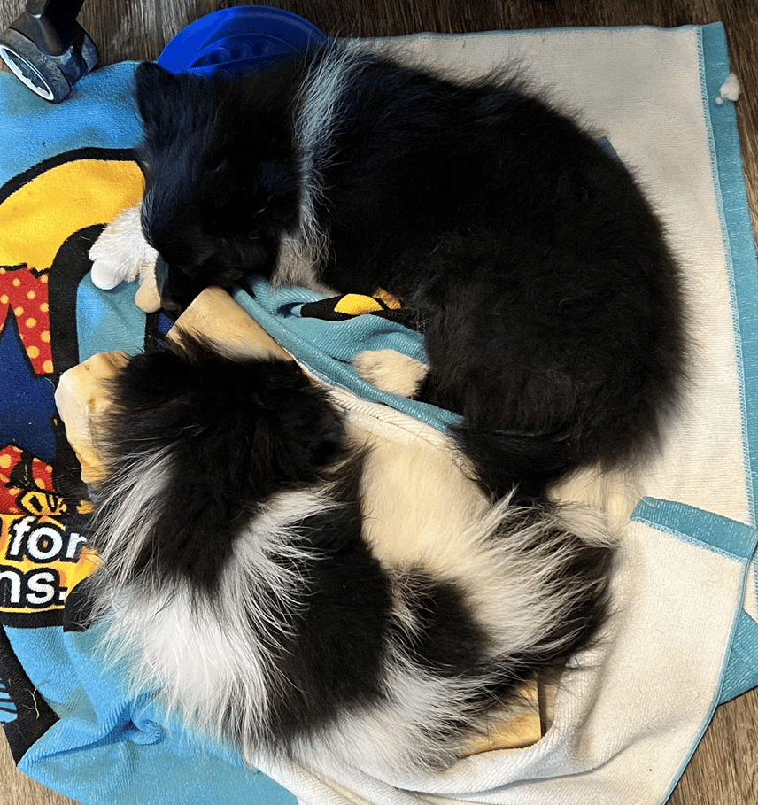 Two fluffy Pomeranian pups on a colorful towel. One pup is mostly black with a white stripe around his neck and a bit larger. The other is very fluffy and black and white patches all over.
