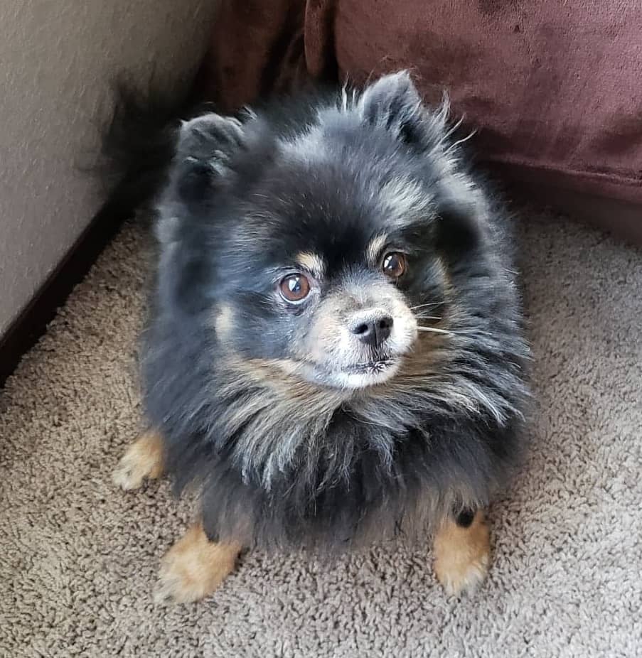 Fluffy black and tan Pomeranian dog.
