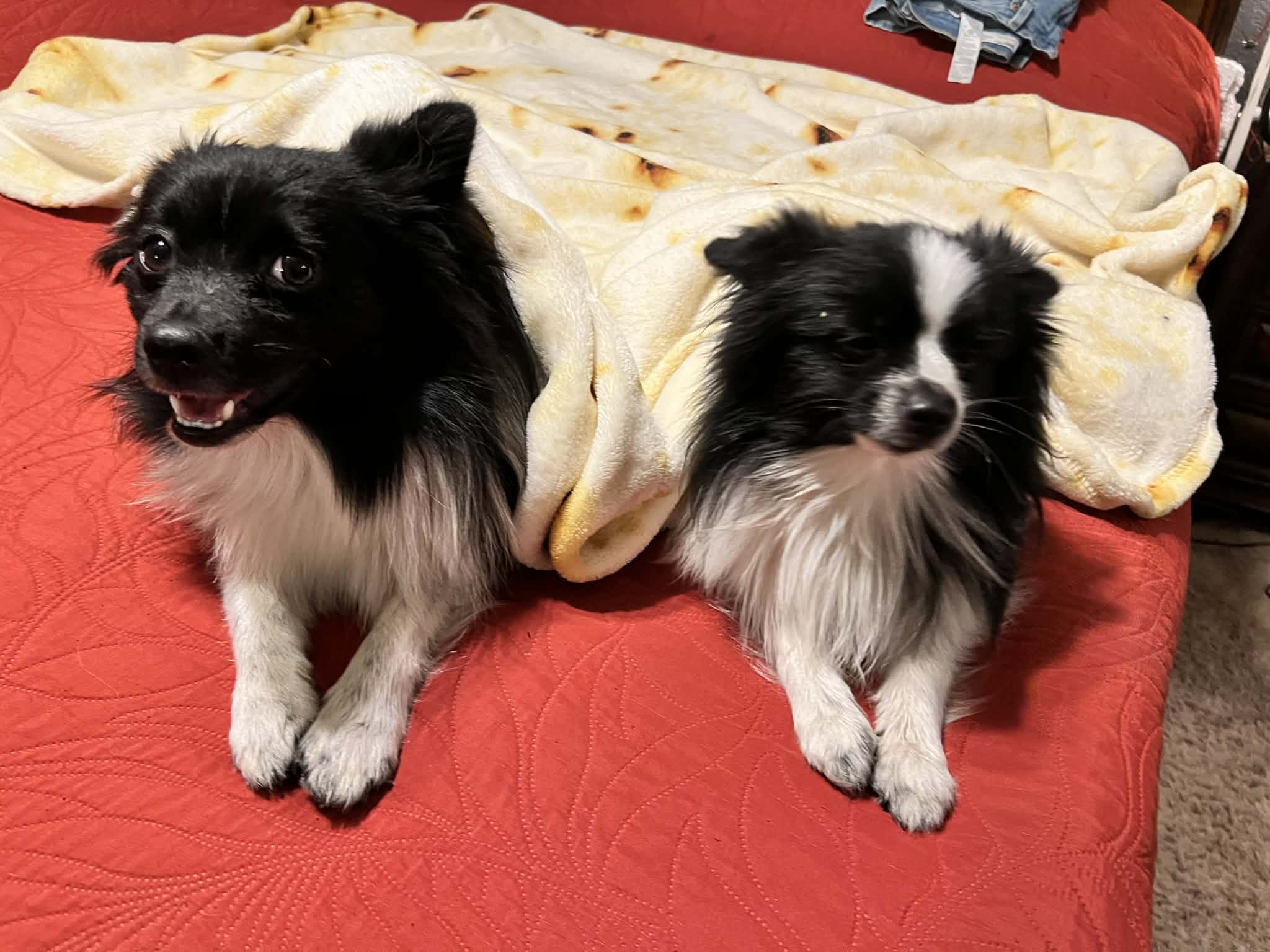 Two black and white pomeranians  onl a red bedspread with a blanket over their backs.