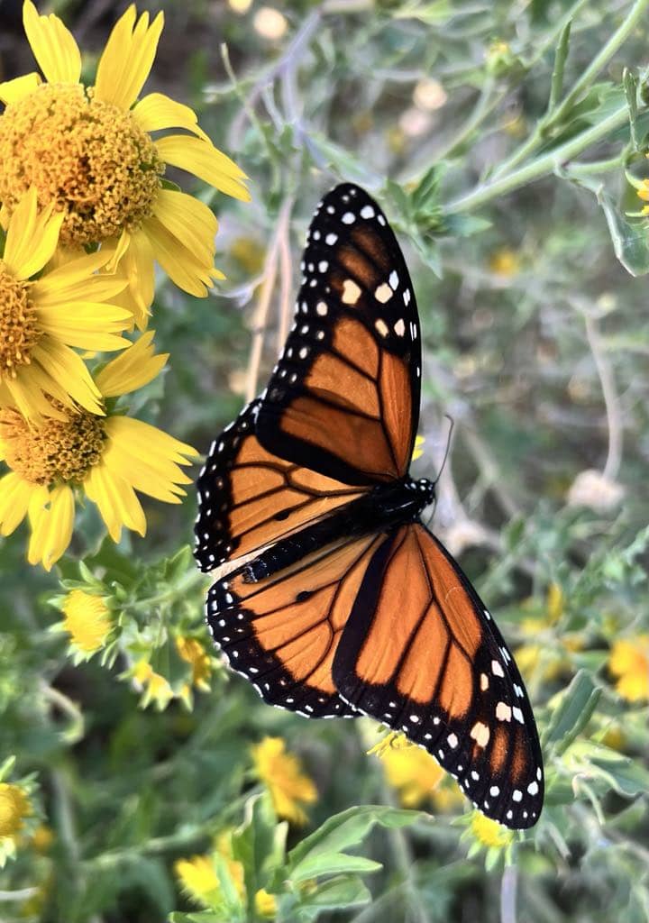 Monark butterfly wings spread with multiple yellow daisies.