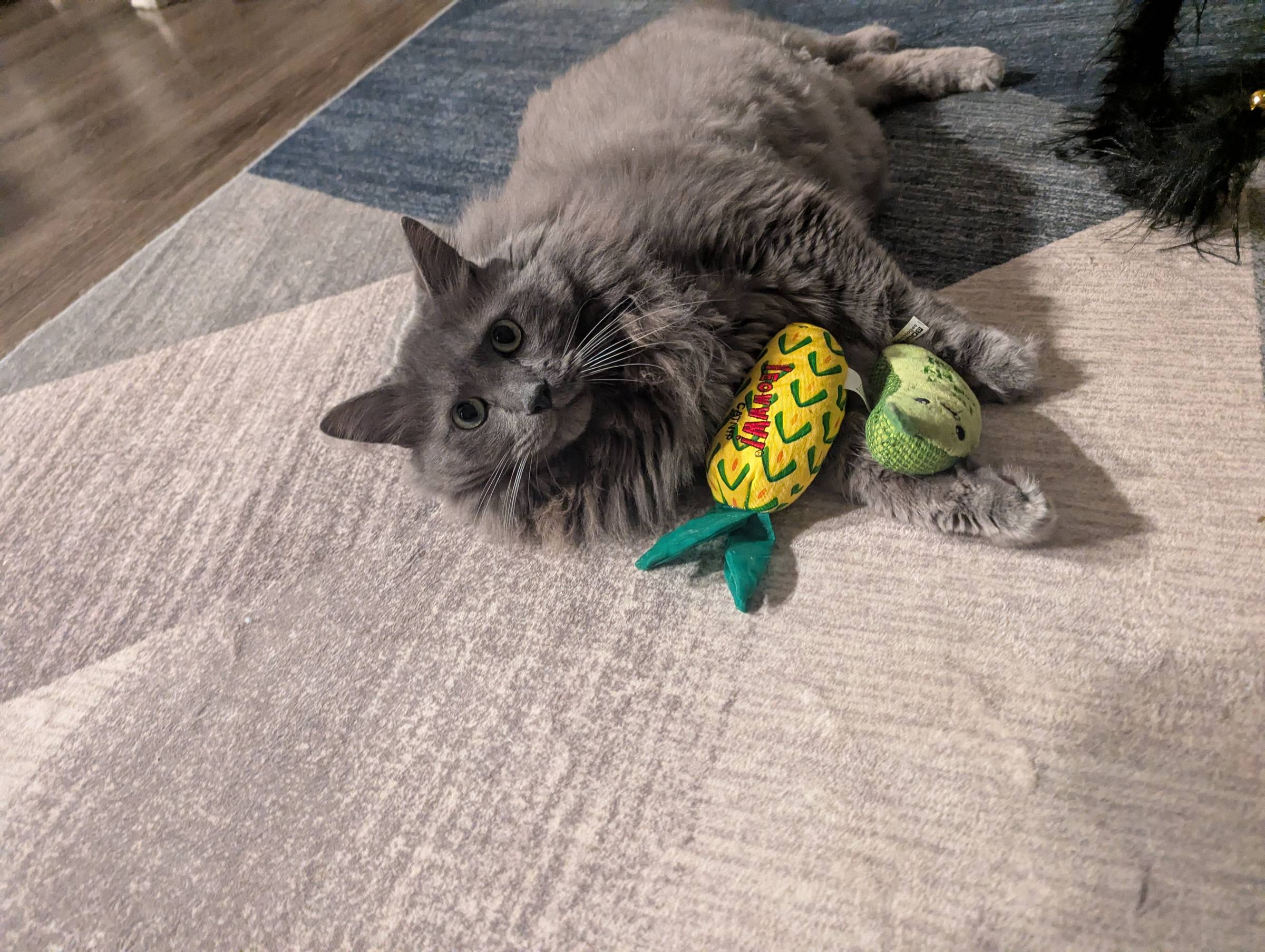 a gray cat looking at the camera holding a few toys