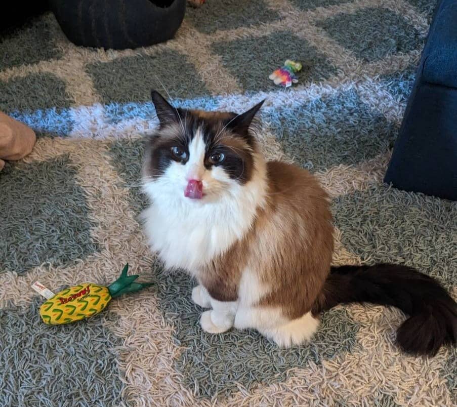 Picture of a ragdoll cat with tongue out