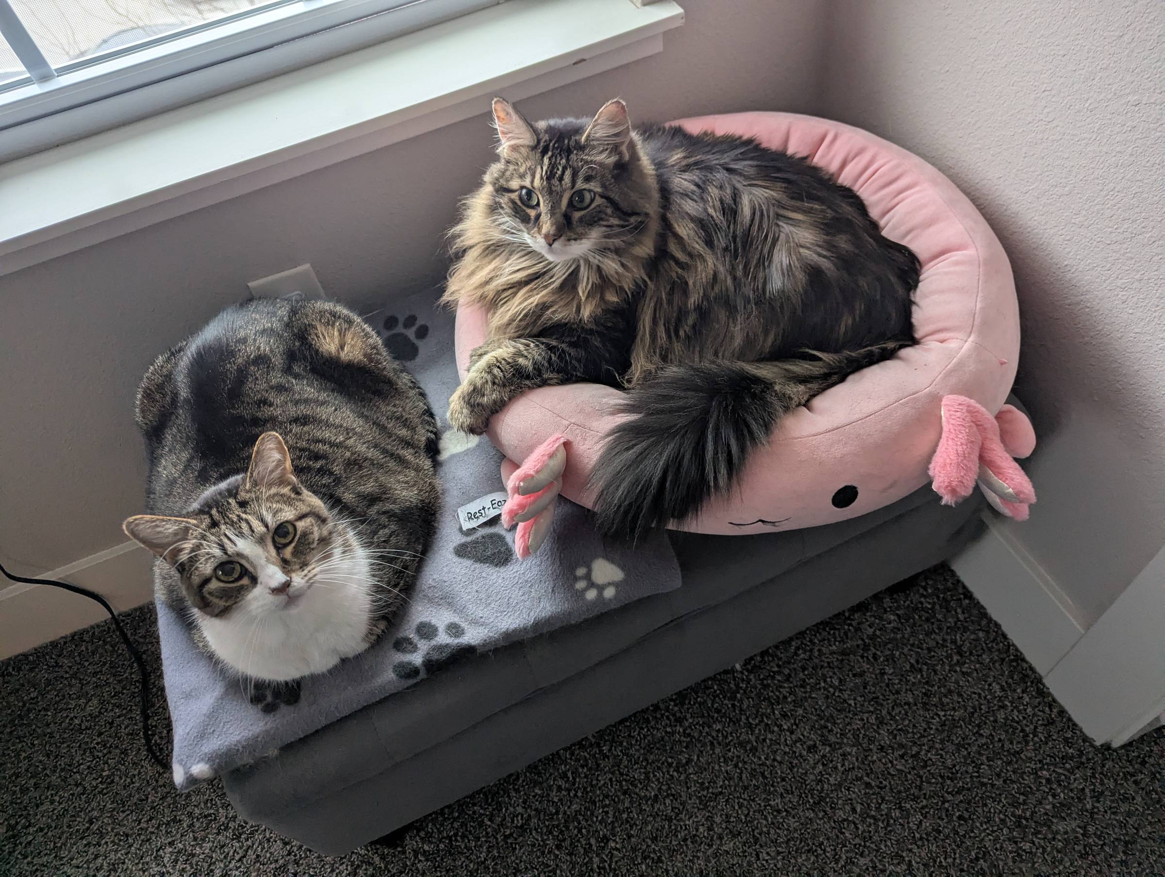 2 cats lounging by a windw