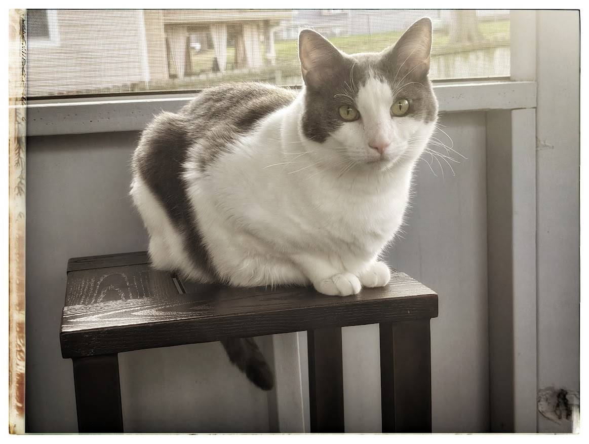 white and gray spotted cat looking at camera