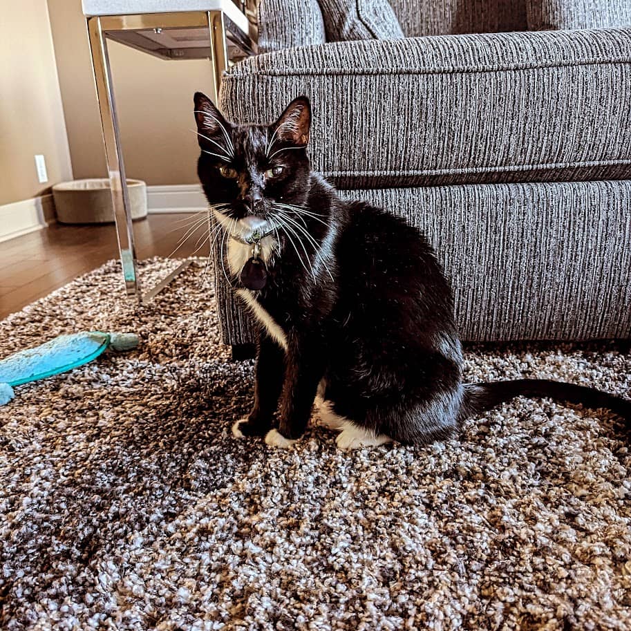 Picture of a tuxedo cat looking at the camera