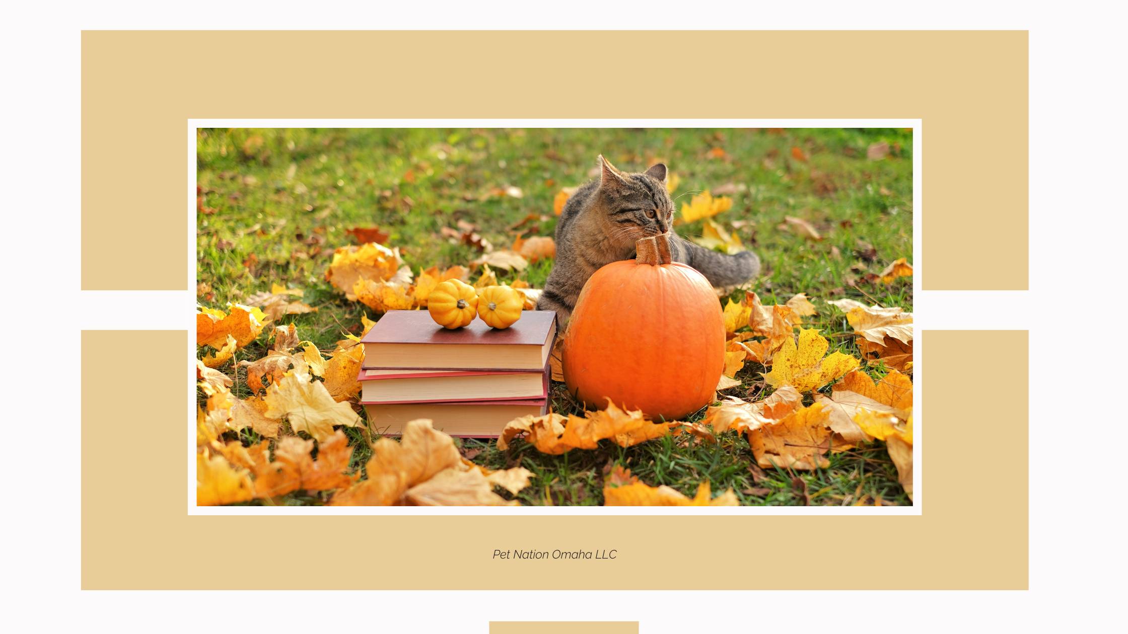 Picture of a cat sniffing a pumpkin with a stack of books