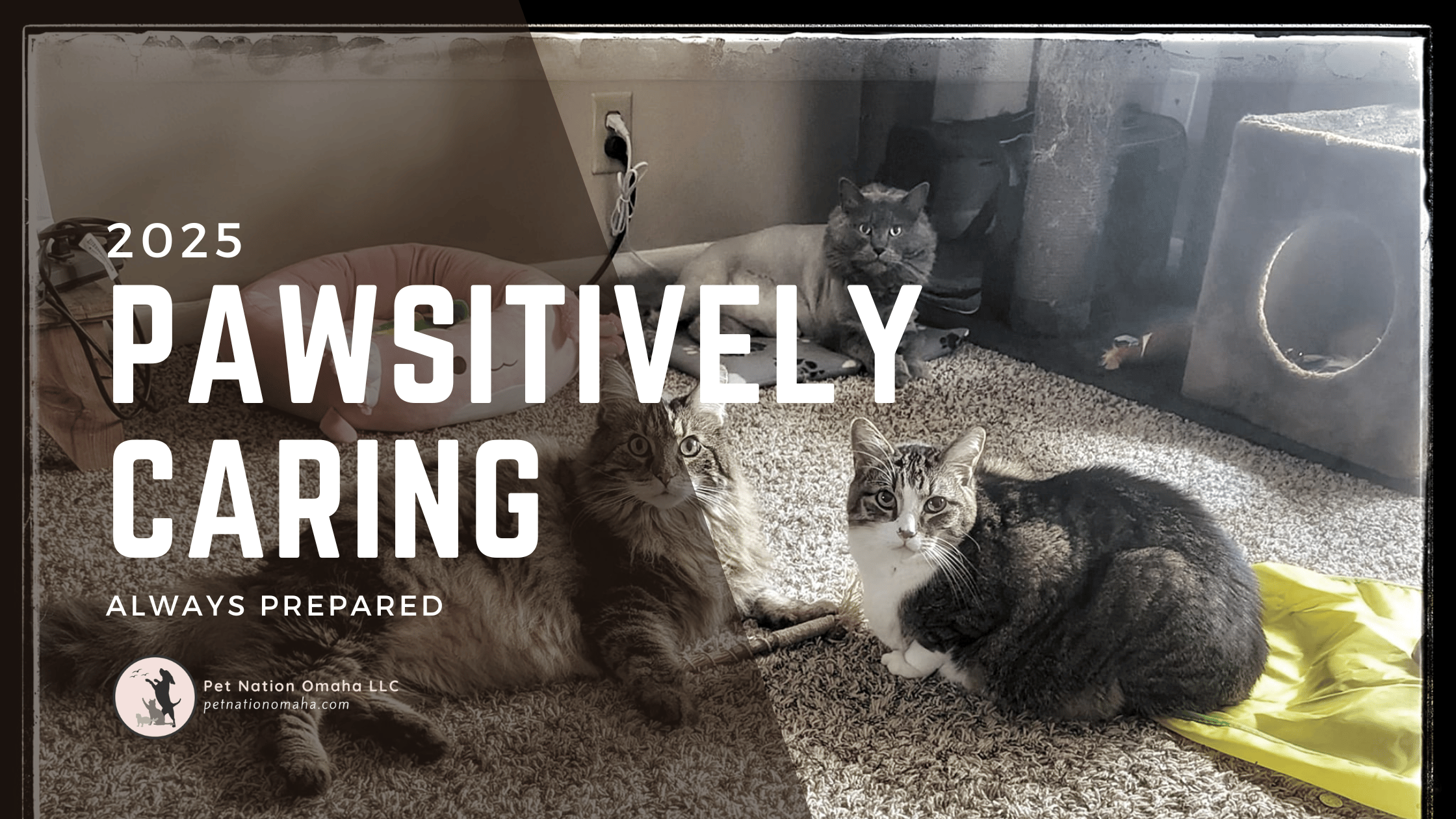 Pawsitively caring - always prepared 2025 newsletter