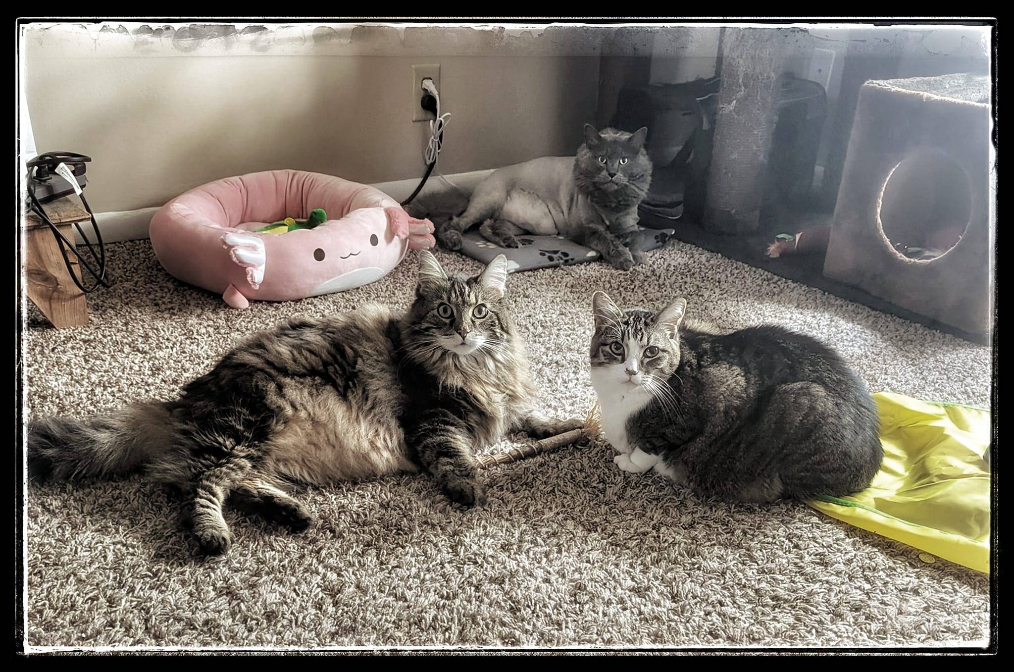 Family photo of Draco, Pancakes and Dr Chocolate