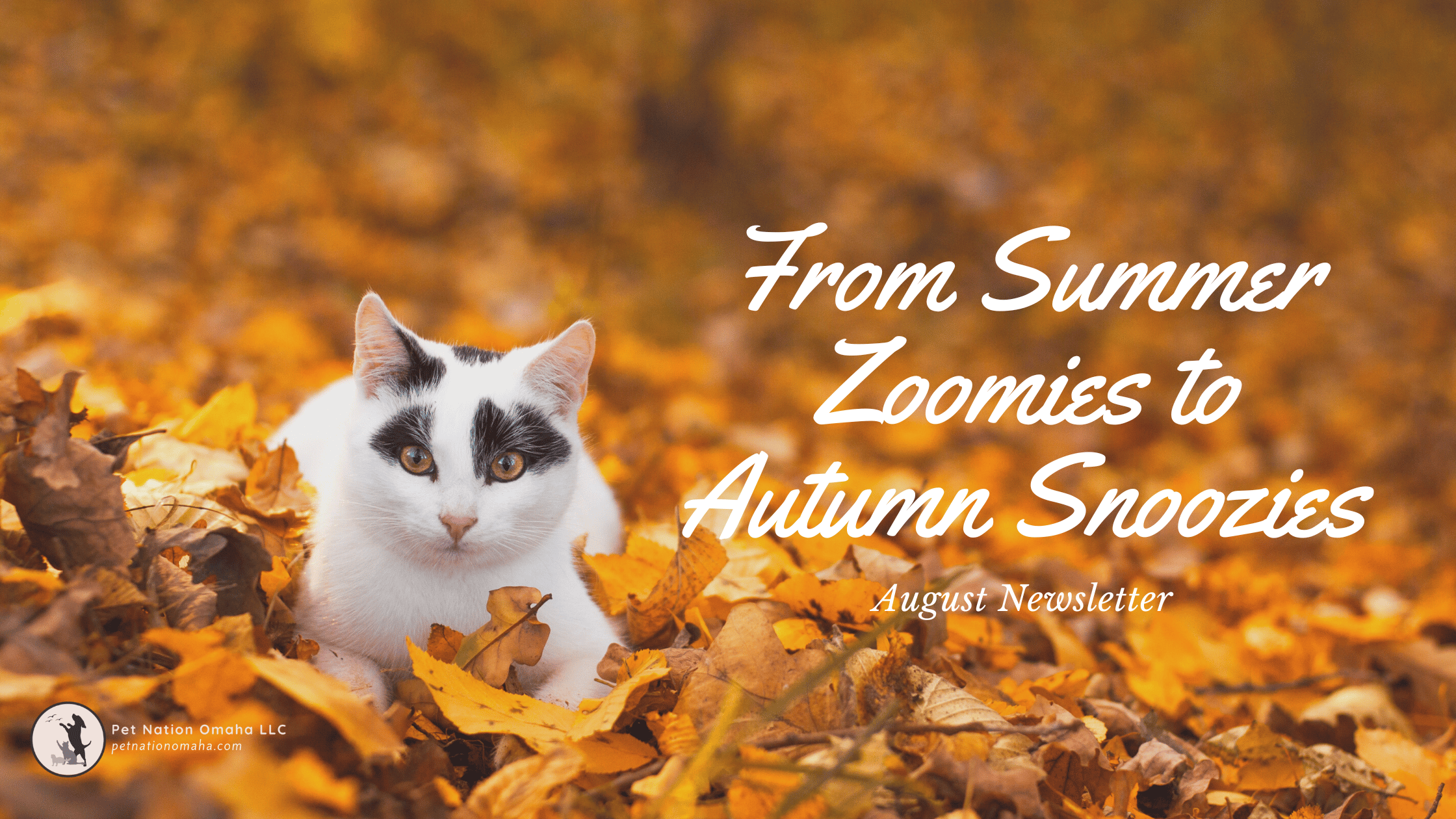 a white kitten with black eyes laying in orange leaves