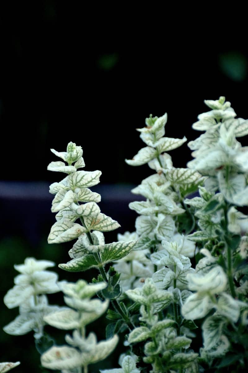 Variegated white and green leaves on dark background