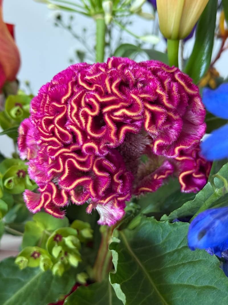A vibrant pink celosia flower with intricate ruffled petals.