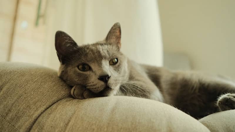 A grey cat relaxing on a light-colored sofa.