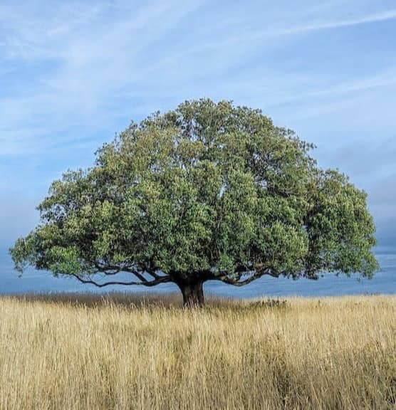 green-leafed tree