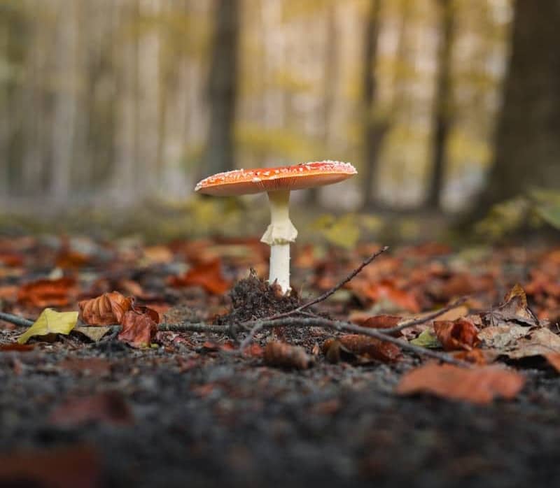 Amanita muscaria mushroom in a forest setting.