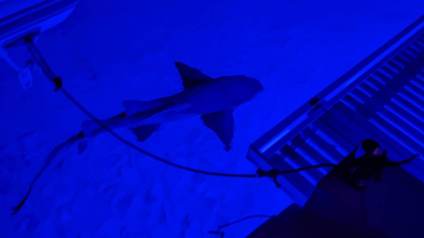 Late-night shark visit at Compass Cay in the Exumas