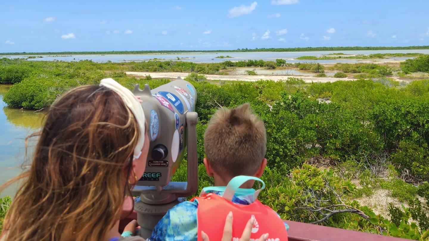 If you squint you can see them at the Flamingo Pond