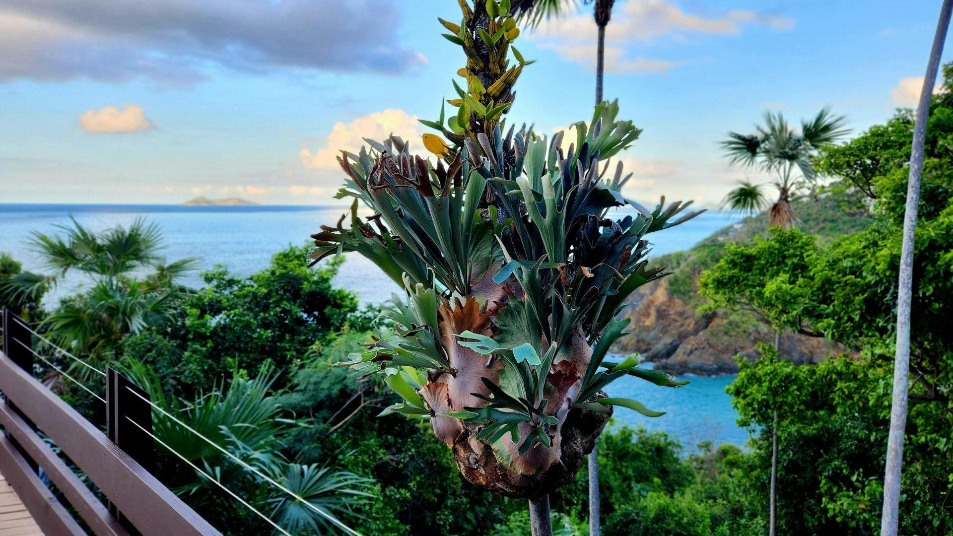 Elkhorn fern growing on a palm tree