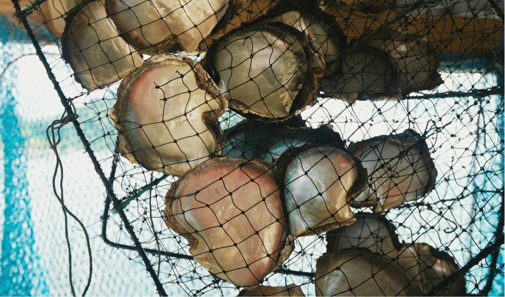 Visiting a pearl farm in the lagoons is a unique Polynesian experience