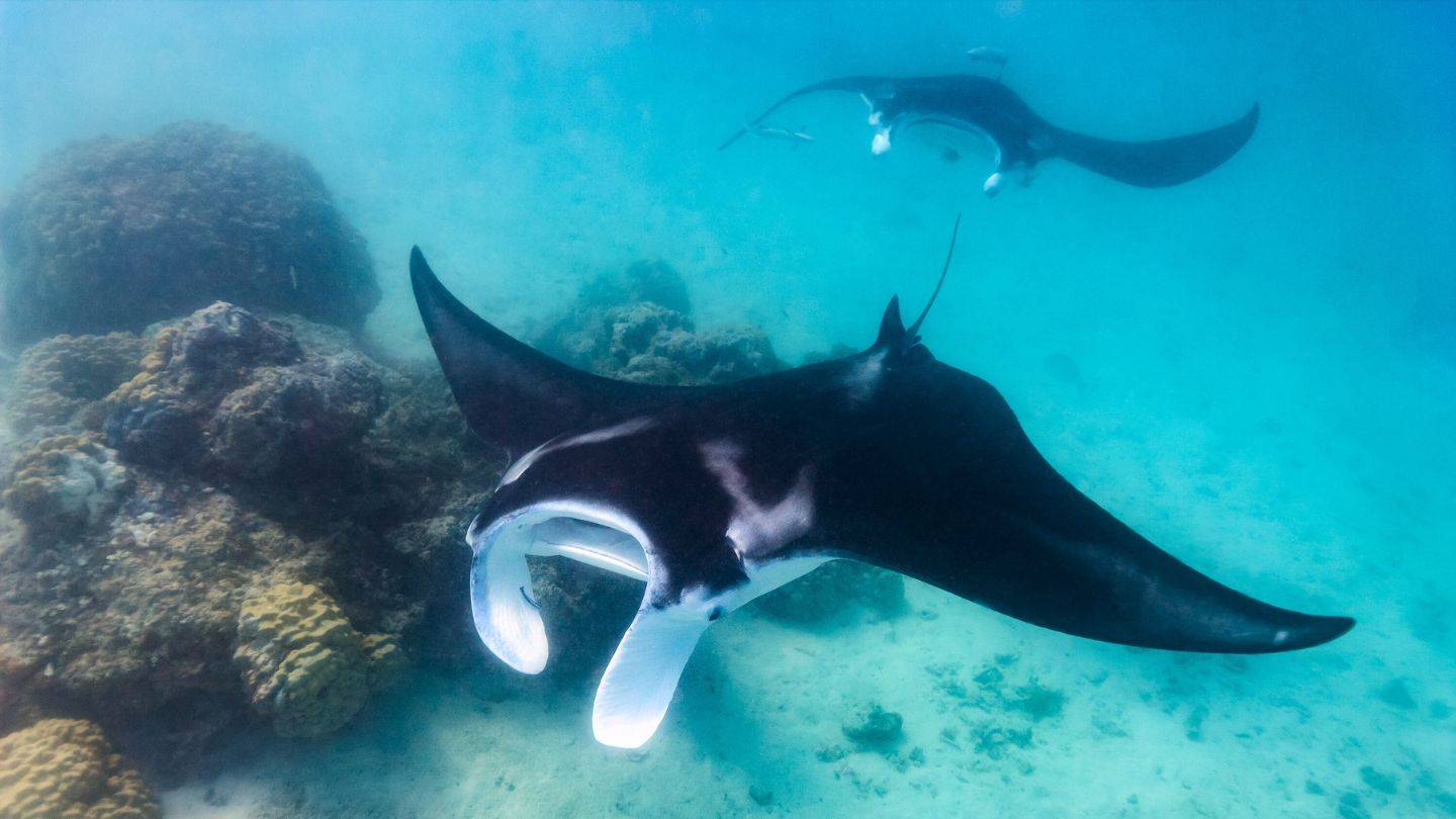 Enormous manta rays are commonly sighted in the lagoons