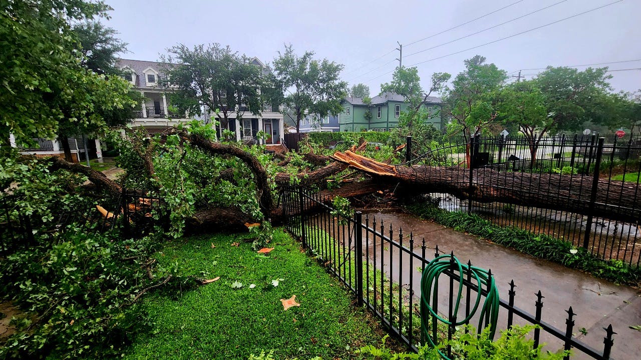 The Derecho brought down this very old oak in our front yard