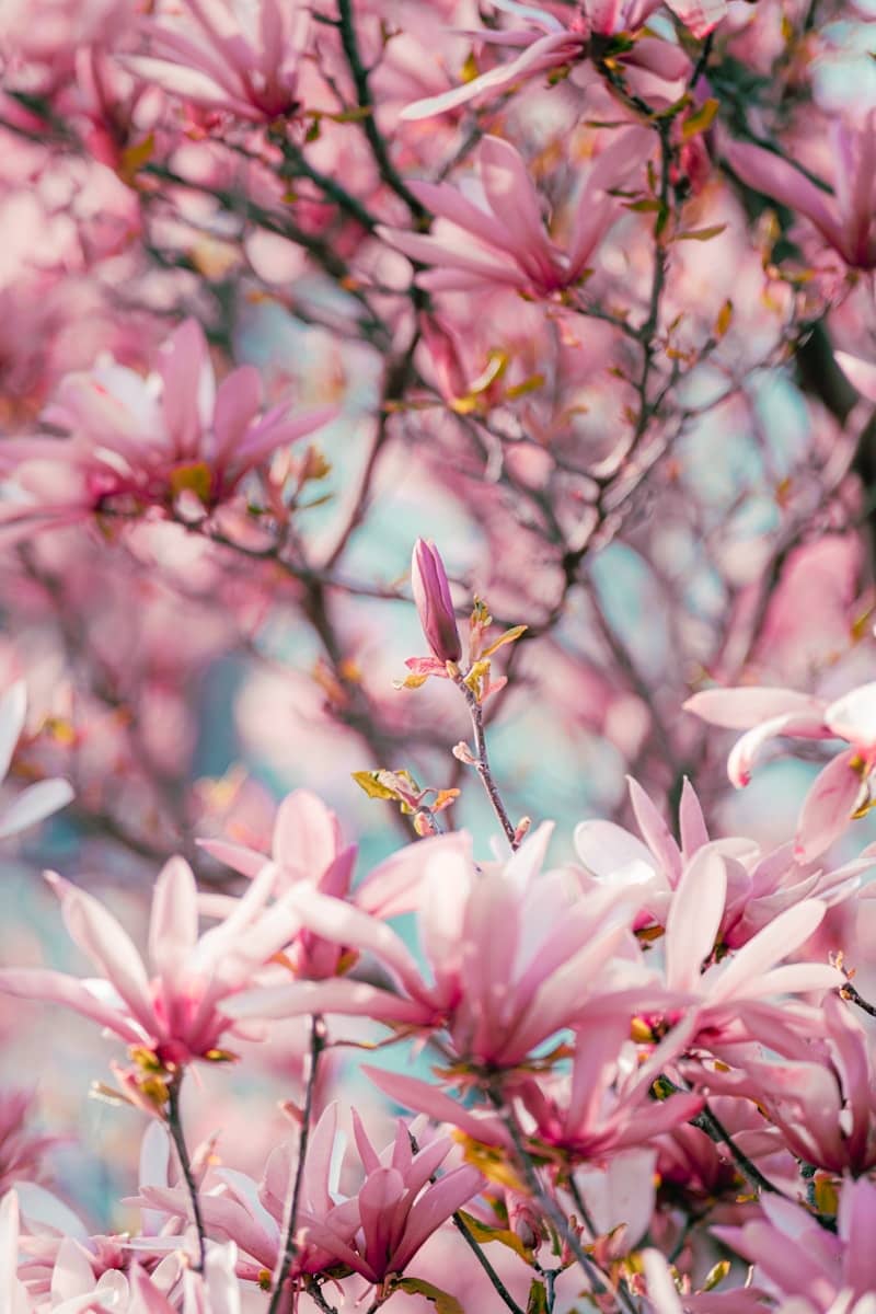 a bunch of pink flowers that are on a tree