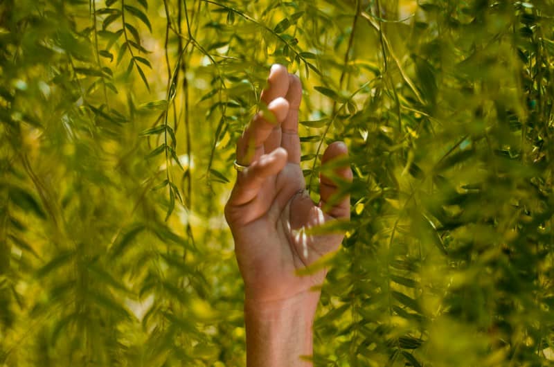 person holding green leaf plants