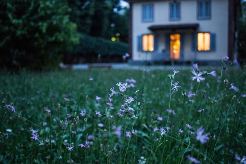 field of purple flower beside house