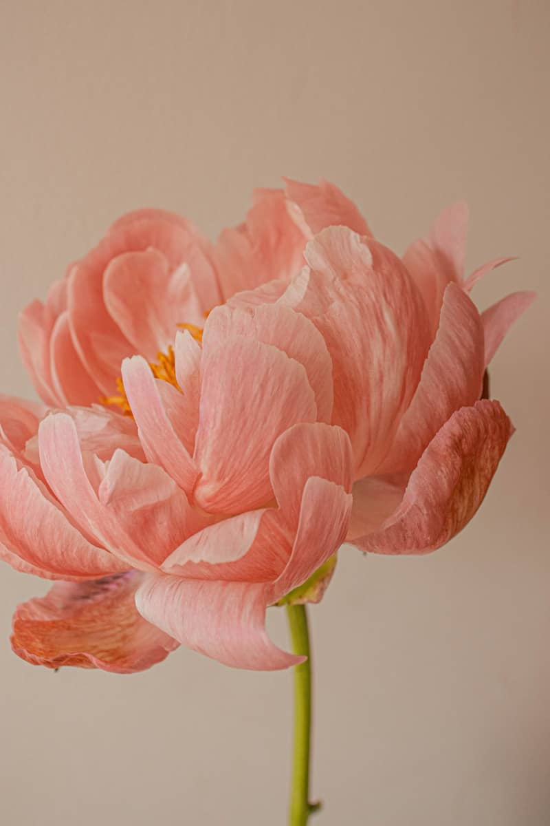 A beautiful pink peony is blooming.