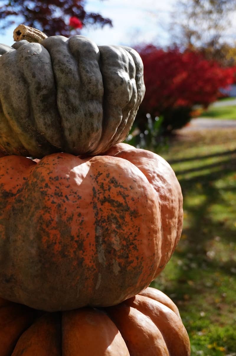 6 tips to eat healthy this holiday season