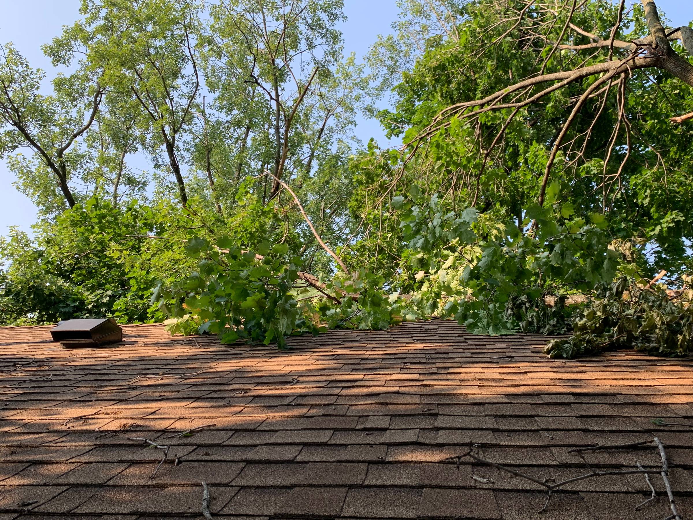 tree on roof