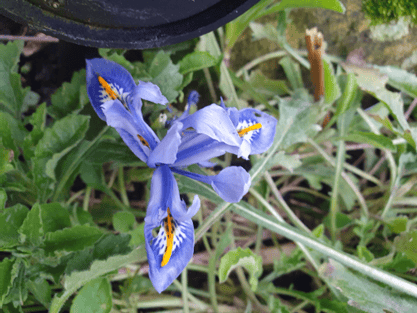 Iris variety Joyce