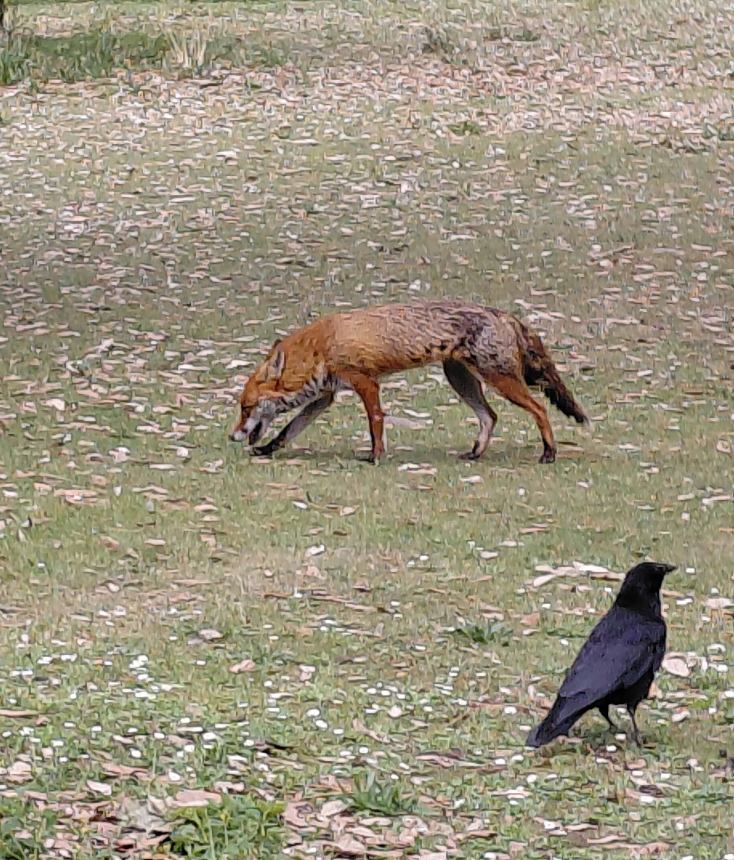 Fox out in the daytime at Kew Gardens London