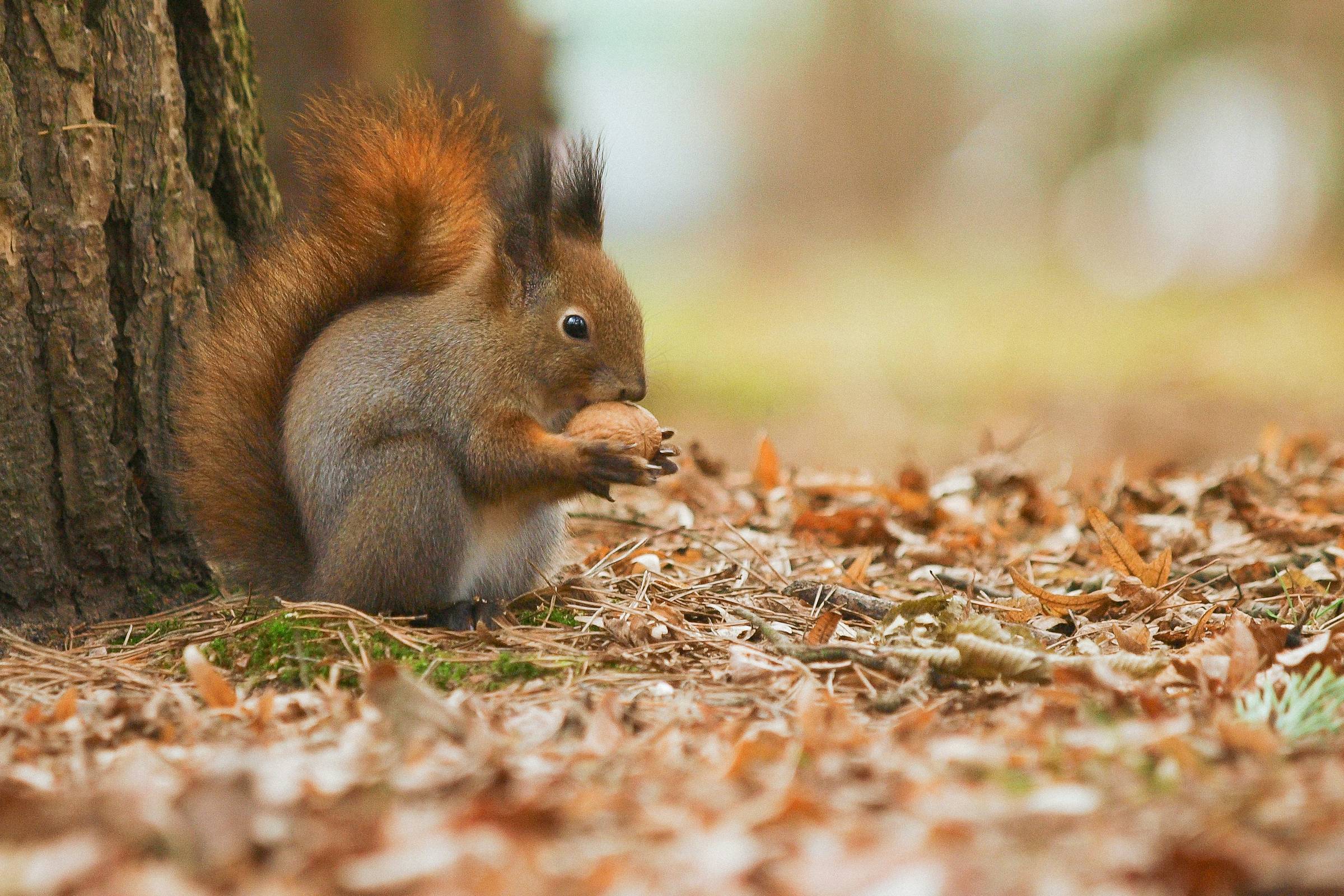Do we need to gather all the nuts?