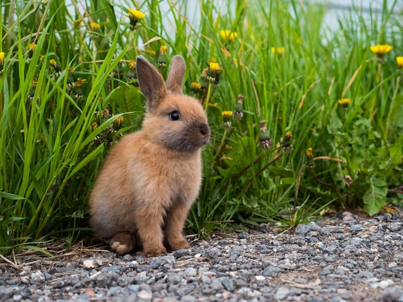 A baby goat