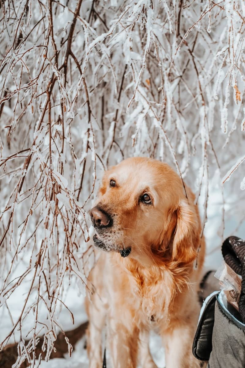 A dog standing next to a person in the snow