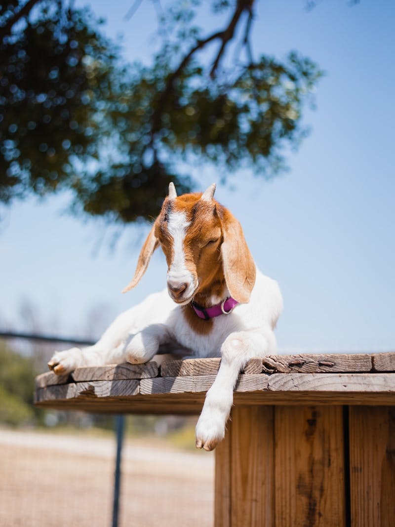 A baby goat