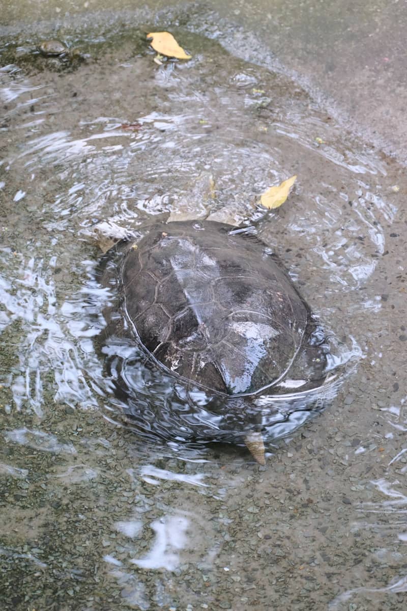 A turtle is swimming in a pool of water