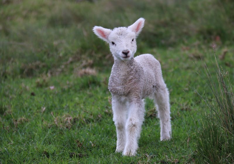 A baby goat