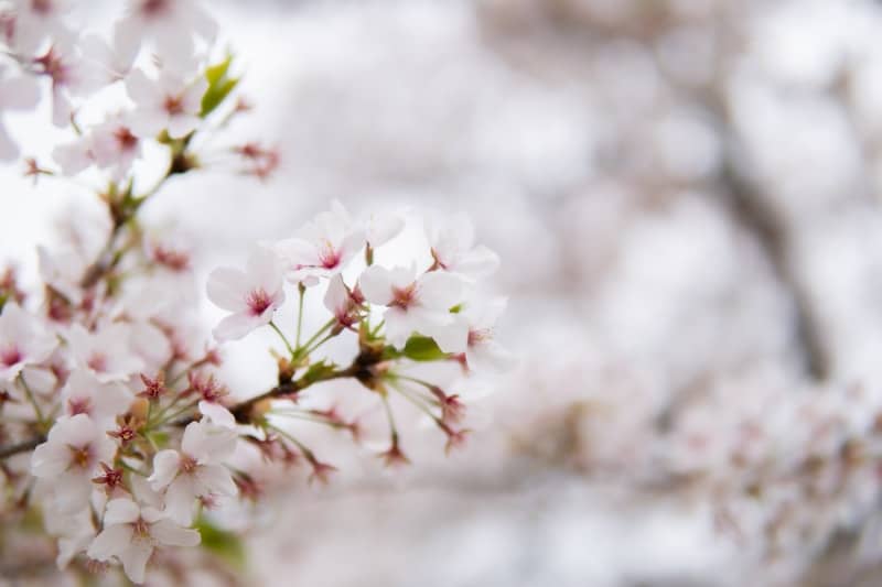 Cherry blossoms bloom beautifully in the spring.