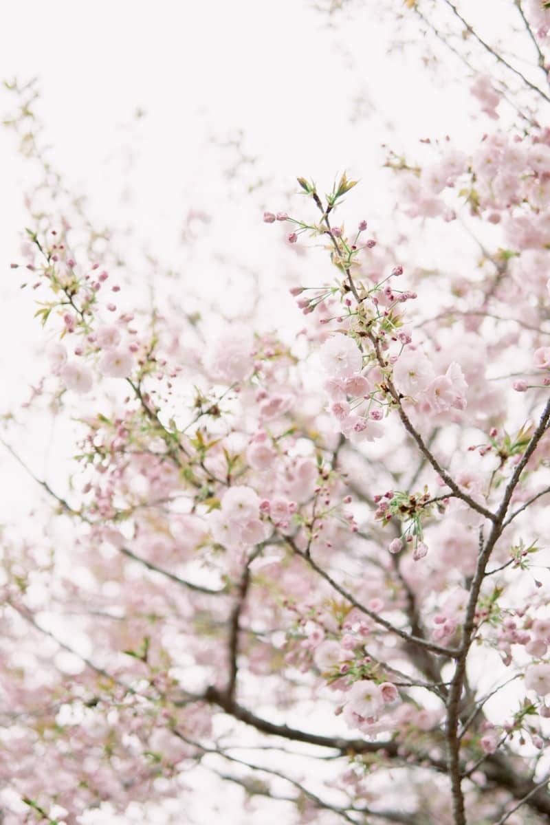 Cherry blossoms bloom beautifully on a tree.