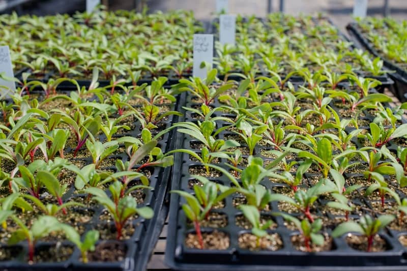 green and red plants on black plastic crate