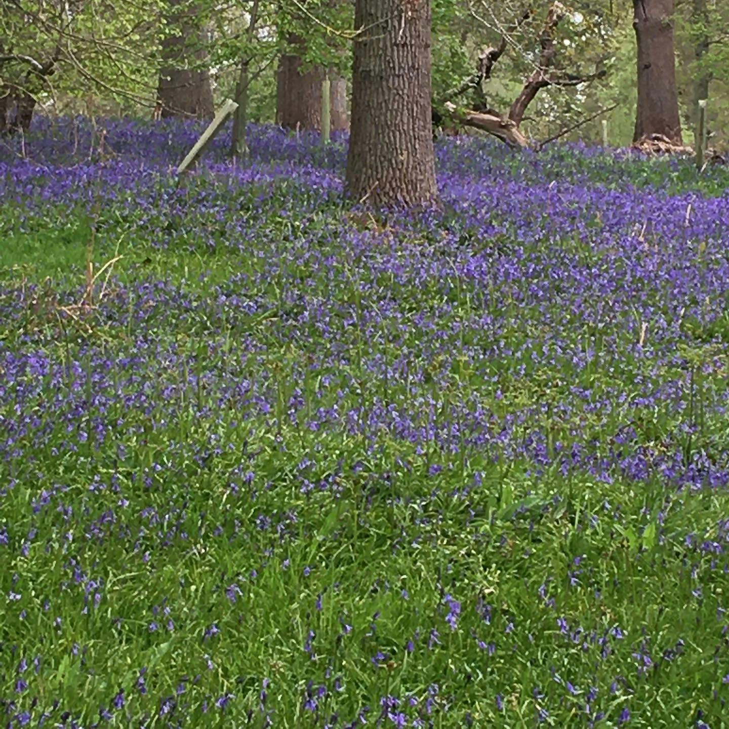 🌿Aaahh...a beautiful carpet of bluebells...

.

🌿It does feel good to get out in nature doesn’t it?

.

🌿 But what about - when you can’t get out to a woodland or large natural space?

.

🌿 Sometimes time or travel restrictions prevent us getting out...

.

🌿 Fear not! 

.

👉🏼 Did you know even having a pot plant on your desk is good for your workplace wellbeing? 

.

👉🏼 Or that just looking out of the window at greenery instead of our screens or mobiles helps us cognitively recharge?

.

👉🏼 So - whatever nature you can clap your eyes on 👀 is gonna be good for you ☺️

.

👉🏼Sam from @easysleepsolutionsuk and I discuss this and more in this weeks Thrive Pod - the podcast on IGTV - check it out on my account! 

.

👉🏼 And visit workingwelldoctor.com to join the Thrive Well email community where I discuss themes like this each week! 

.

👉🏼 link in bio

.

👉🏼 I’d love to hear your thoughts in the comments 👇🏼☺️

.

#nature #thrive #wellbeing #naturewalk #lifestylemedicine #bluebells #bluebellwoods