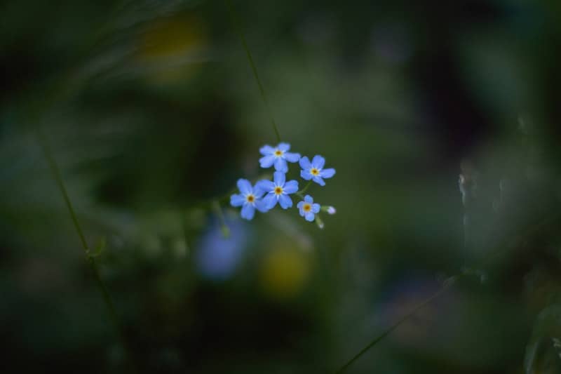 white and yellow flower in tilt shift lens