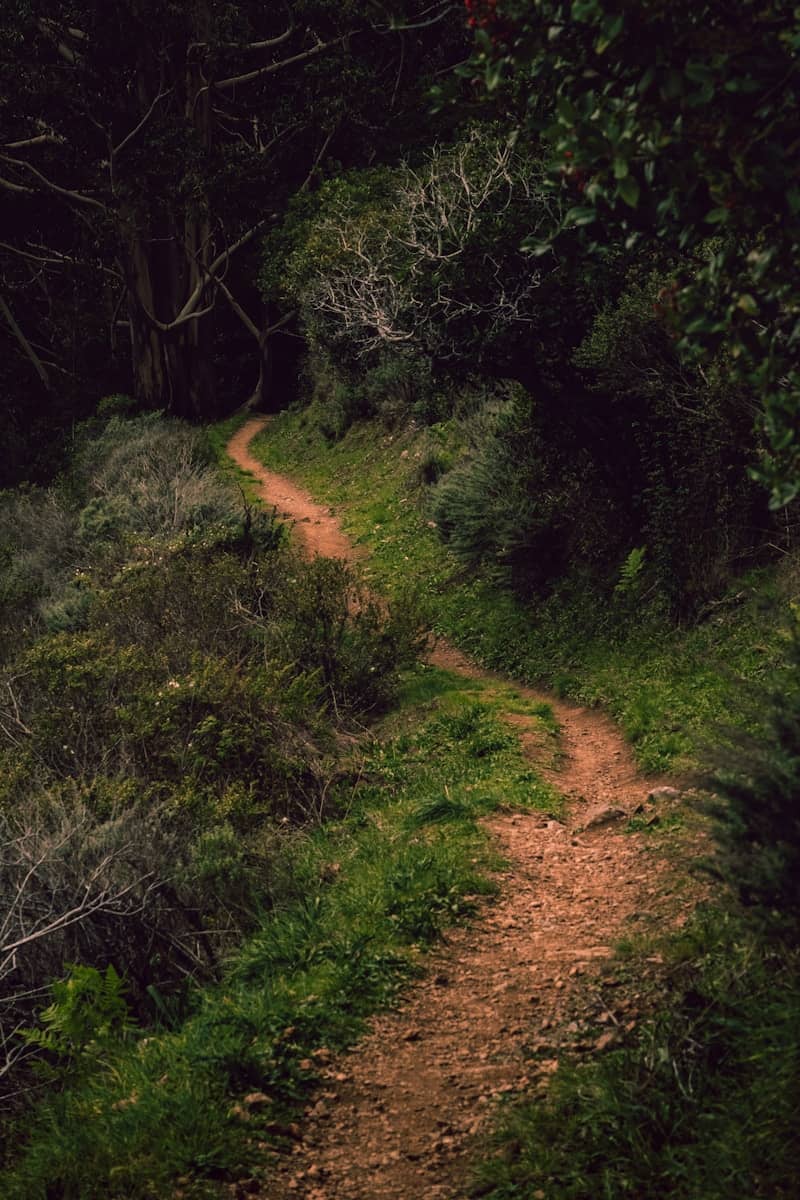 A winding dirt path through a lush green forest.