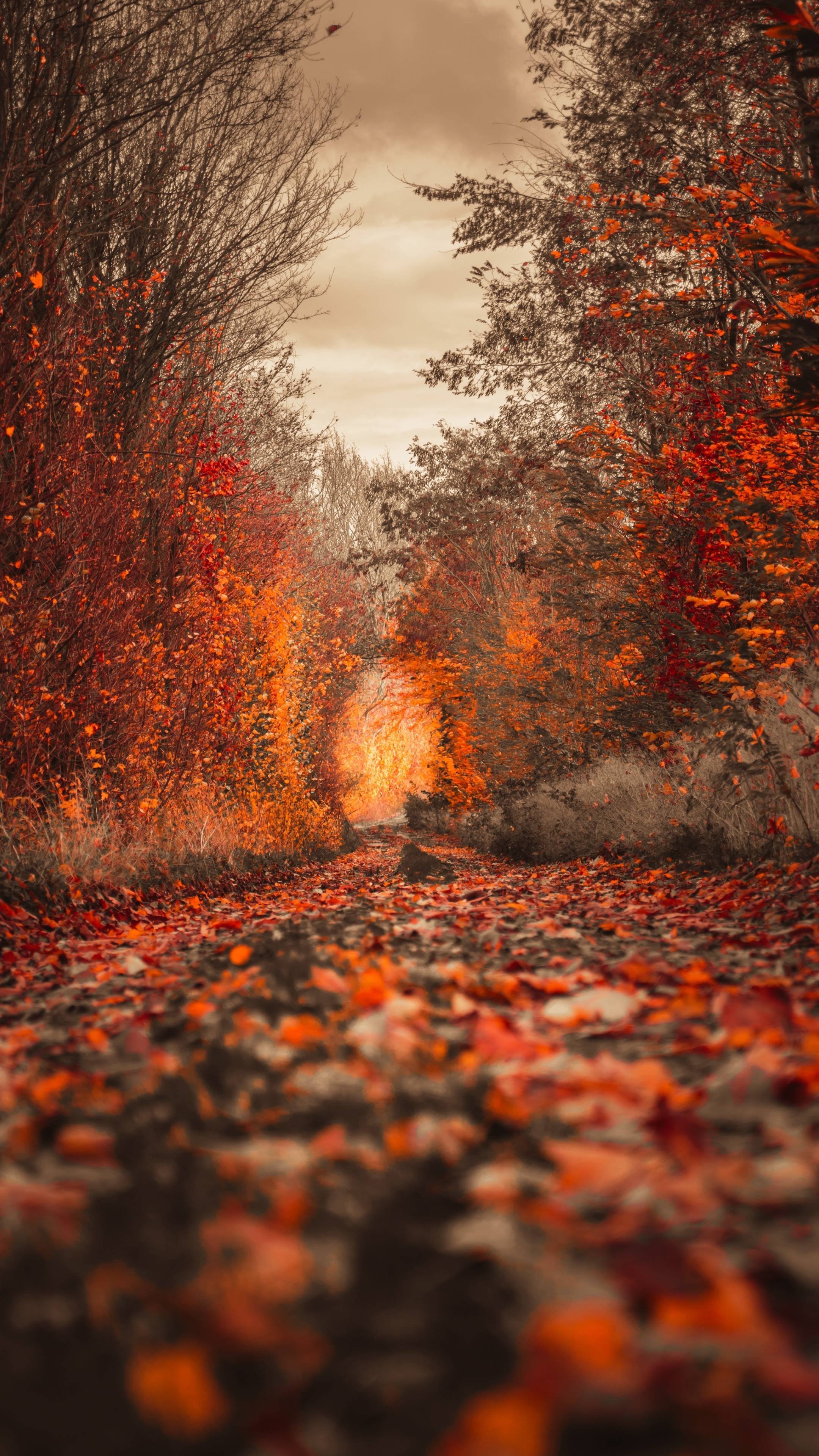 This image features a fall scene of a path covered in fallen leaves of red and orange, with Fall trees in full color on either side of the path.